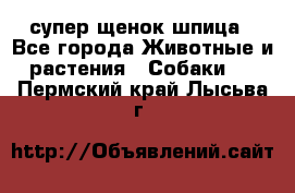 супер щенок шпица - Все города Животные и растения » Собаки   . Пермский край,Лысьва г.